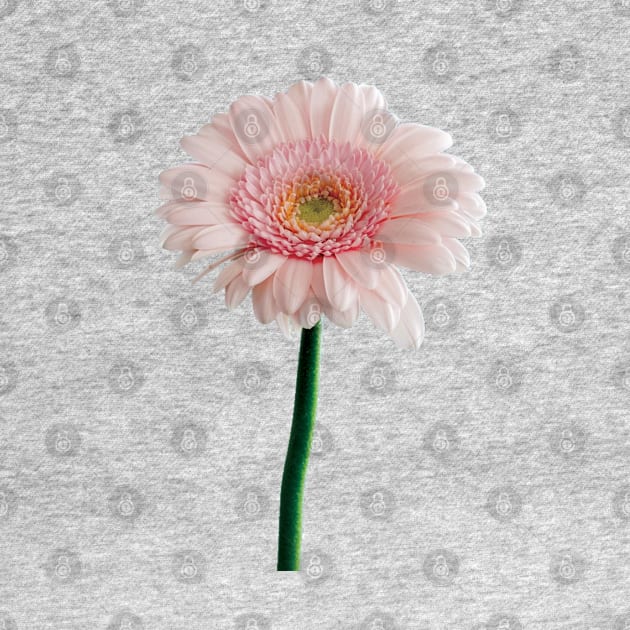 A Pink Carnation Flower by Blessing Direct